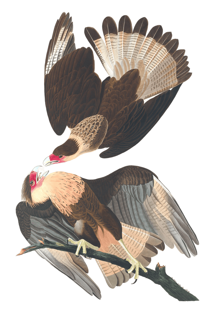 Caracara Eagle Bird Vintage Illustrations