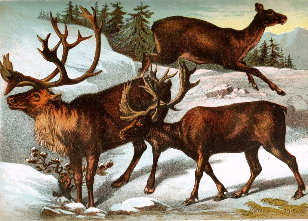 Caribou Reindeer and Musk Deer Vintage Illustrations