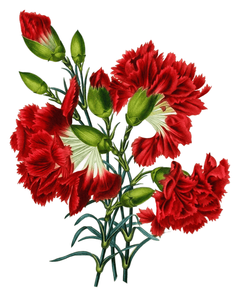 Carnation Aeillet Vintage Flower Illustration