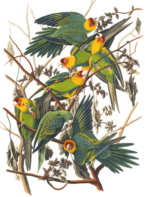 Carolina Parrot Bird Vintage Illustrations