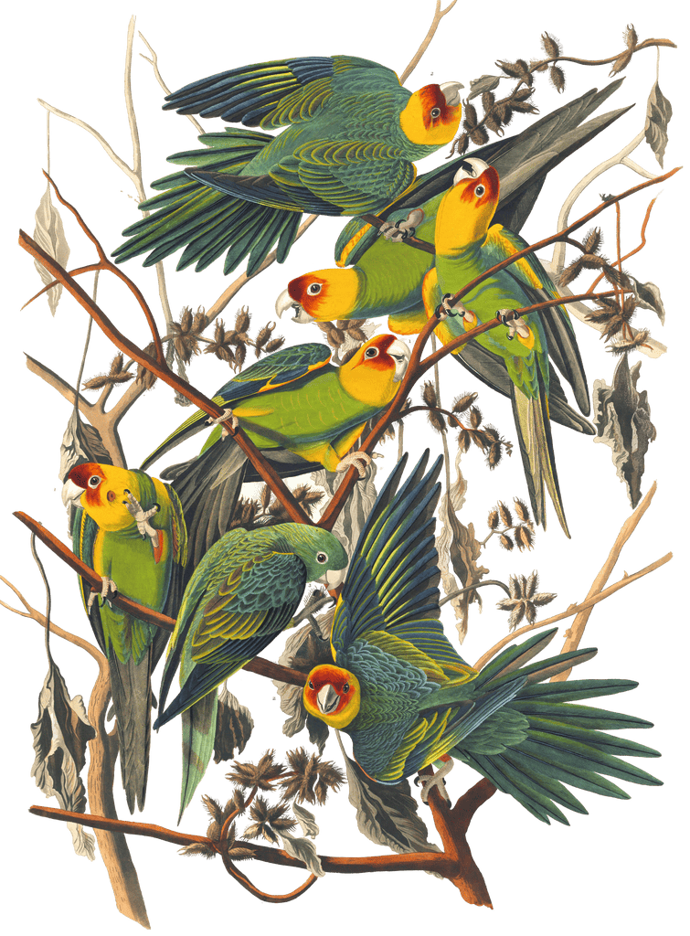 Carolina Parrot Bird Vintage Illustrations