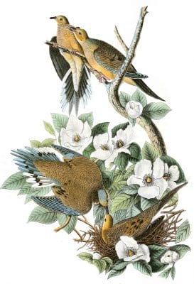 Caroline Turtle Dove Bird Vintage Illustrations