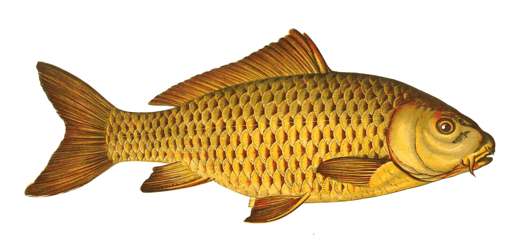 Carp Fish Vintage Illustration