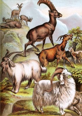 Cashmere Goat Ibex Domestic Goat and Angora Goat Vintage Illustrations