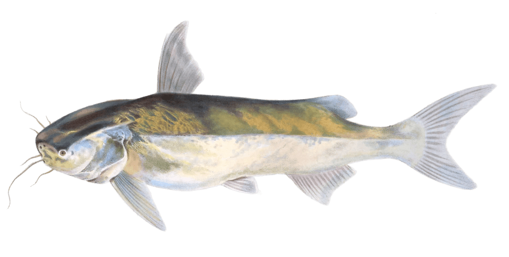 Catfish Bagrus Capensis