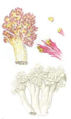 Cauliflower-Alcyonium-Vintage-Illustration