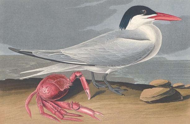 Cayenne Tern Bird Vintage Illustrations