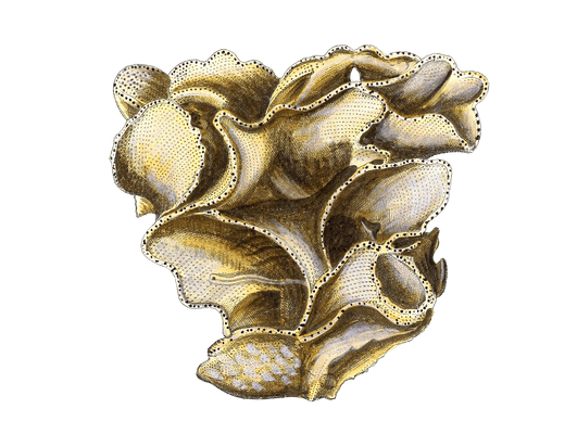 Cellepora Lamellofa Vintage Coral Illustration