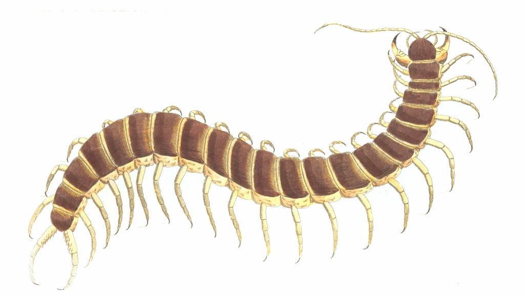 Centipede-Vintage-Illustration