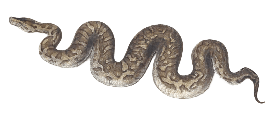 Central African rock python Python Natalensis Vintage Illustration