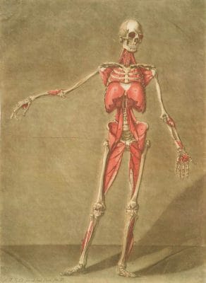 Cette Planche Represente Le Dernier Ordre De Muscles Pl. 6 Vintage Anatomy Illustrations