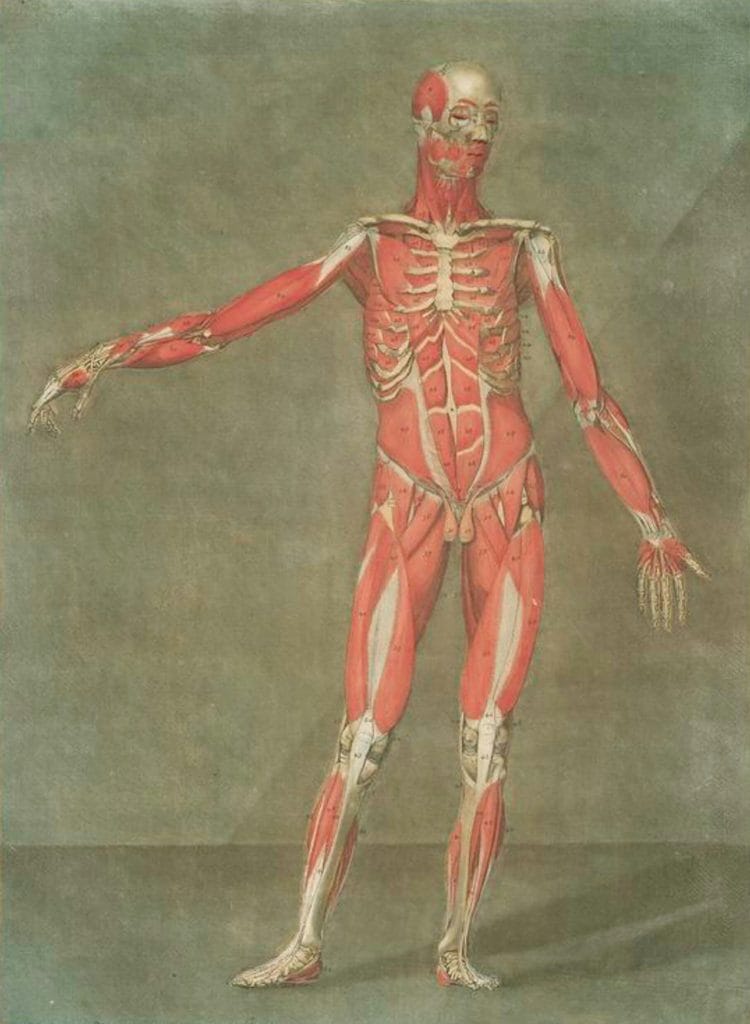 Cette Planche Represente Les Muscles Las Ligamens Pl. 4 Muscle Structure Of Human Vintage Anatomy Illustrations