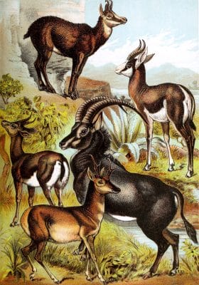 Chamois Gazelle Springbok Sable Antelope and Pronghorn Vintage Illustrations