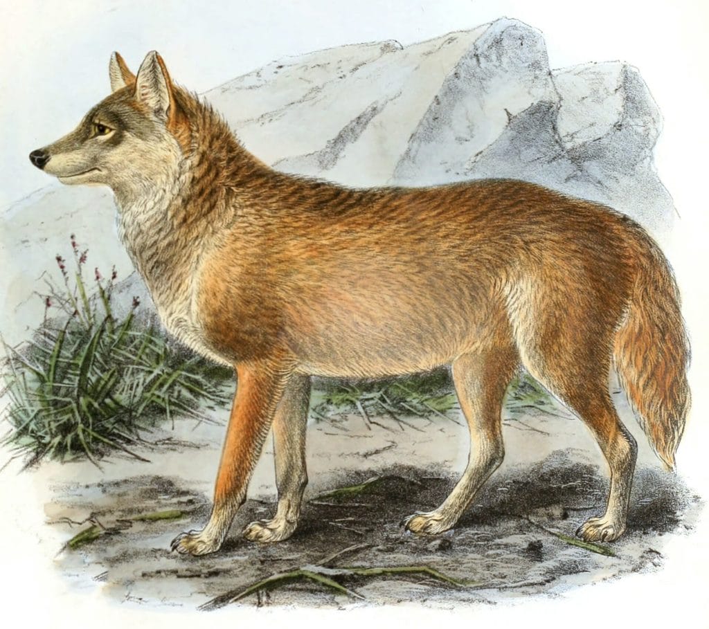Chanco Wolf Canis Lupus Vintage Illustration