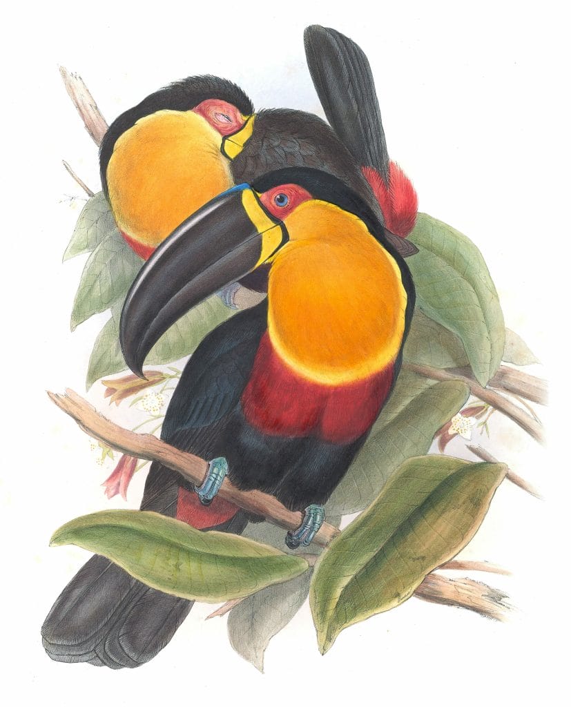 Channel-billed-toucan-Ramphastos-Ariel