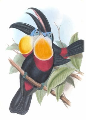 Channel-billed-toucan-Ramphastos-Vitellinus