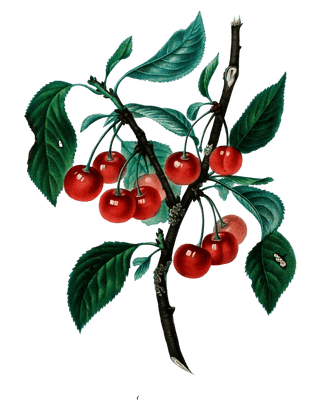 Cherries Cerises Vintage Fruit Illustration