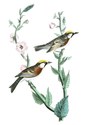 Chesnut Sided Wood Warbler Bird Vintage Illustrations