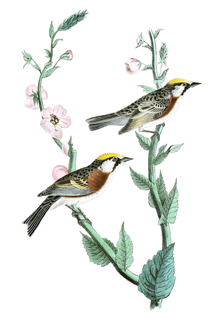 Chesnut Sided Wood Warbler Bird Vintage Illustrations