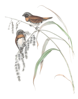Chestnut Breasted Finch Bird Vintage Illustrations