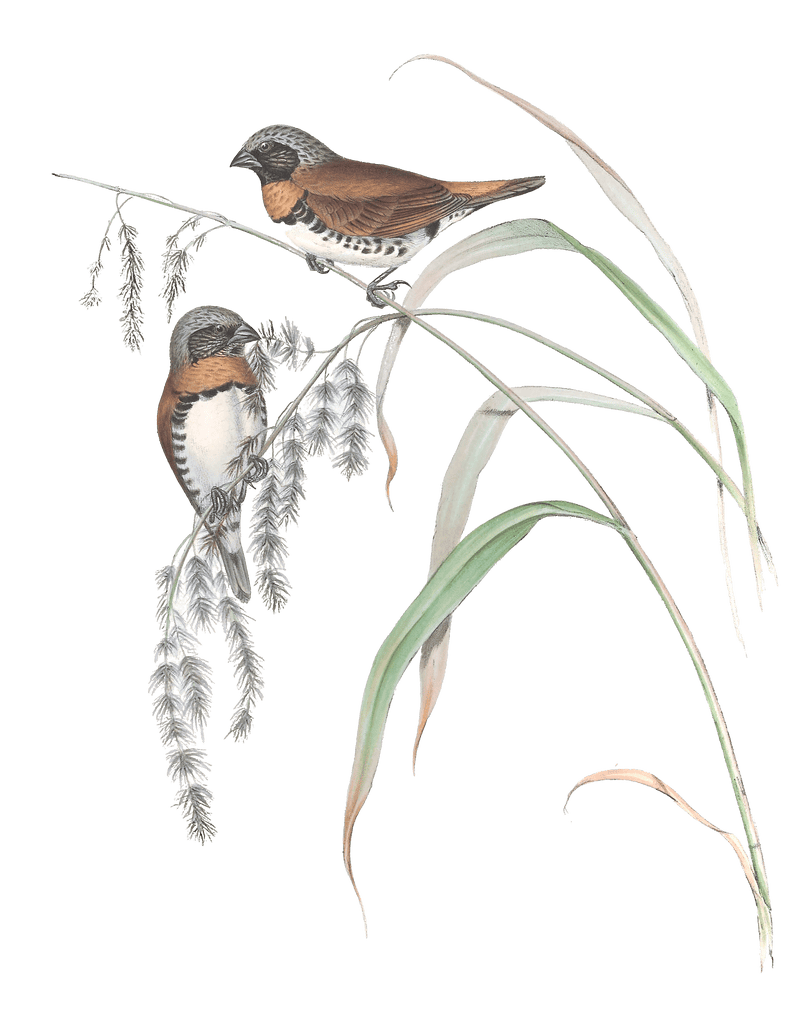 Chestnut Breasted Finch Bird Vintage Illustrations