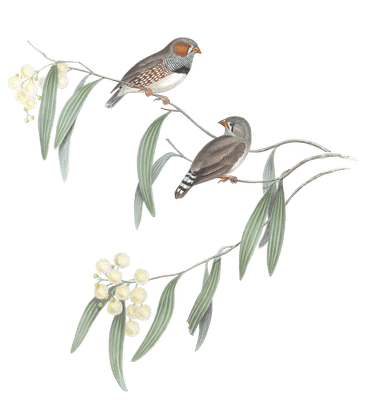 Chestnut Eared Finch Bird Vintage Illustrations
