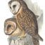 Chestnut Faced Owl Bird Vintage Illustrations