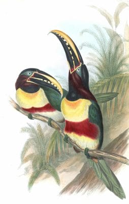 Chestnut-eared-aracari-Pteroglossus-Castanotis