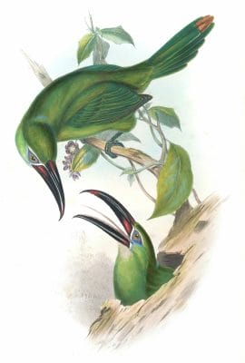 Chestnut-tipped-toucanet-Aulacorhamphus-Derbiantus