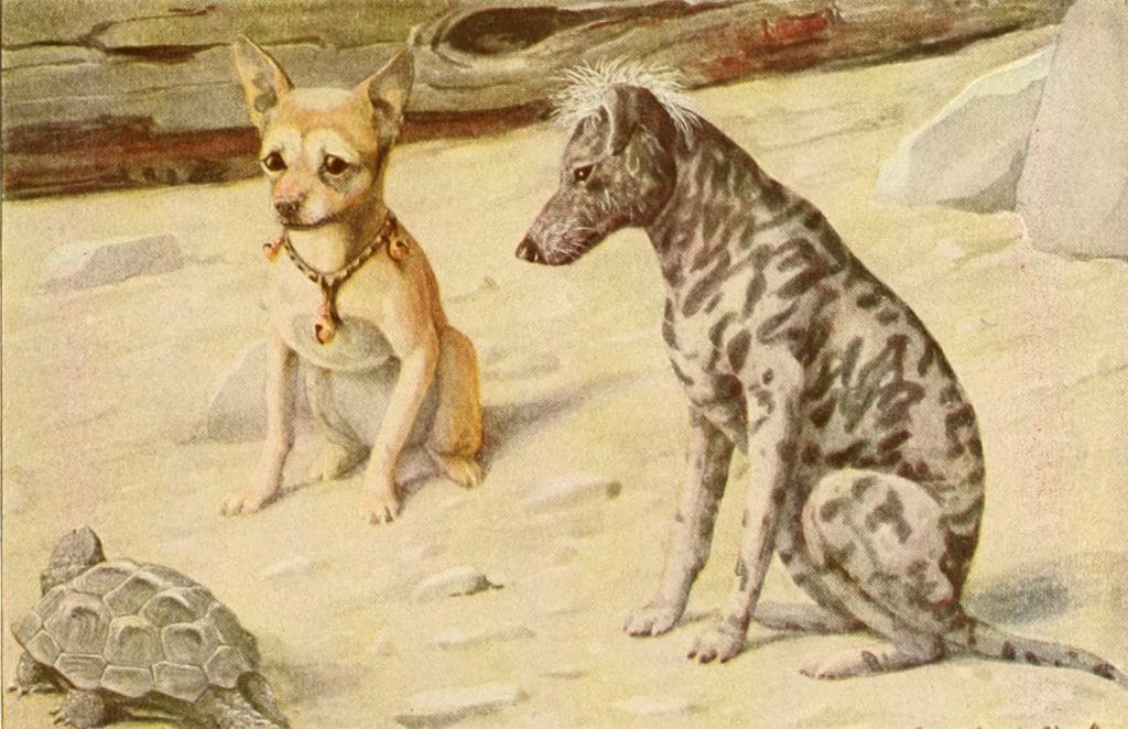 Chihuahua and Mexican Hairless Vintage Illustrations