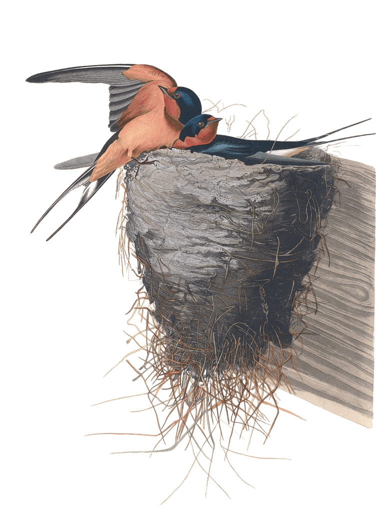 Chimmy Swallow Bird Vintage Illustrations
