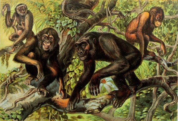 Chimpanzee Gorilla and Orangoutan Vintage Illustrations