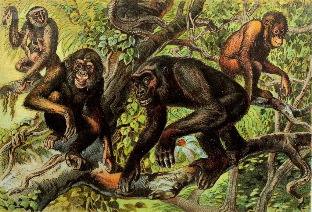 Chimpanzee Gorilla and Orangoutan Vintage Illustrations