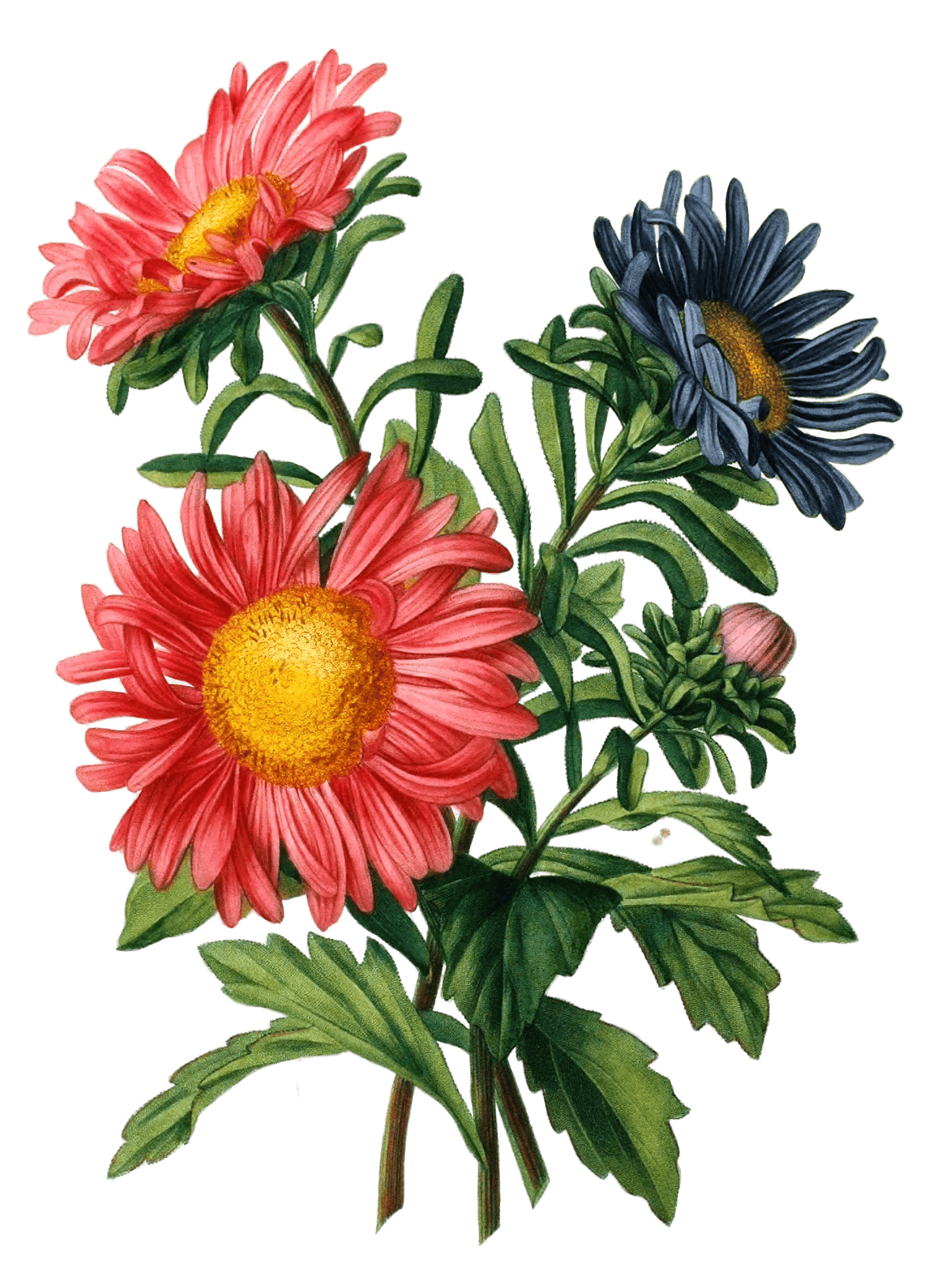 Chinese Aster Reine Marguerite Vintage Flower Illustration - Free ...