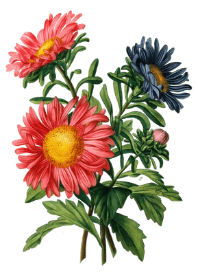 Chinese Aster Reine Marguerite Vintage Flower Illustration