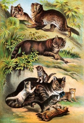 Chinese Cat Malay Cat and common Cat with Kittens Vintage Illustrations