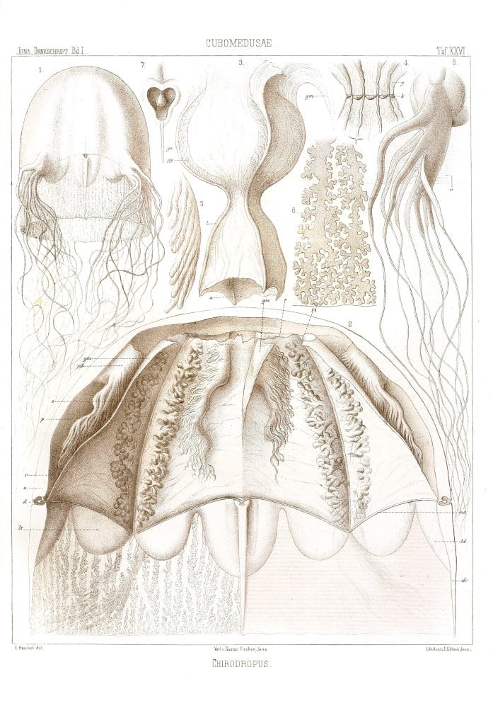 Chirodropus Vintage Jellyfish Illustration