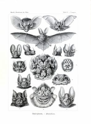 Chiroptera Ernst Haeckel Vintage Bat Illustrations