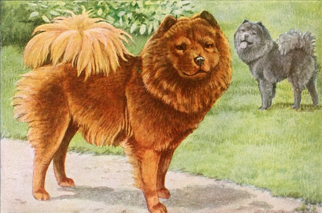 Chow chow Dog Vintage Illustrations