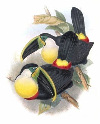 Citron-throated-toucan-Ramphastos-Citreolaemus