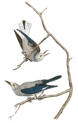 Clarkes Nutcracker Bird Vintage Illustrations