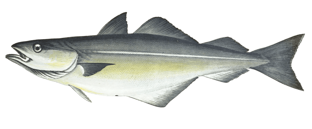 Coalfish Vintage Illustration