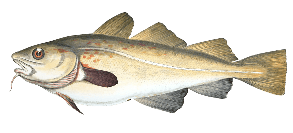 Cod Fish Vintage Illustration
