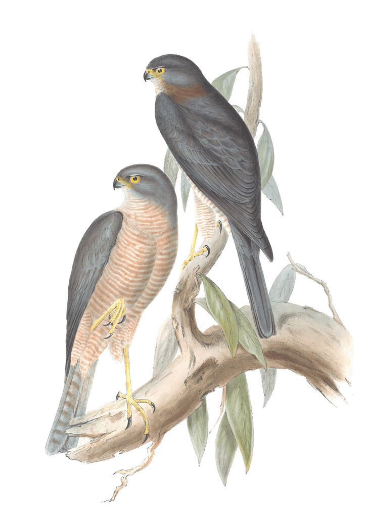 Collared Sparrow Hawk Bird Vintage Illustrations
