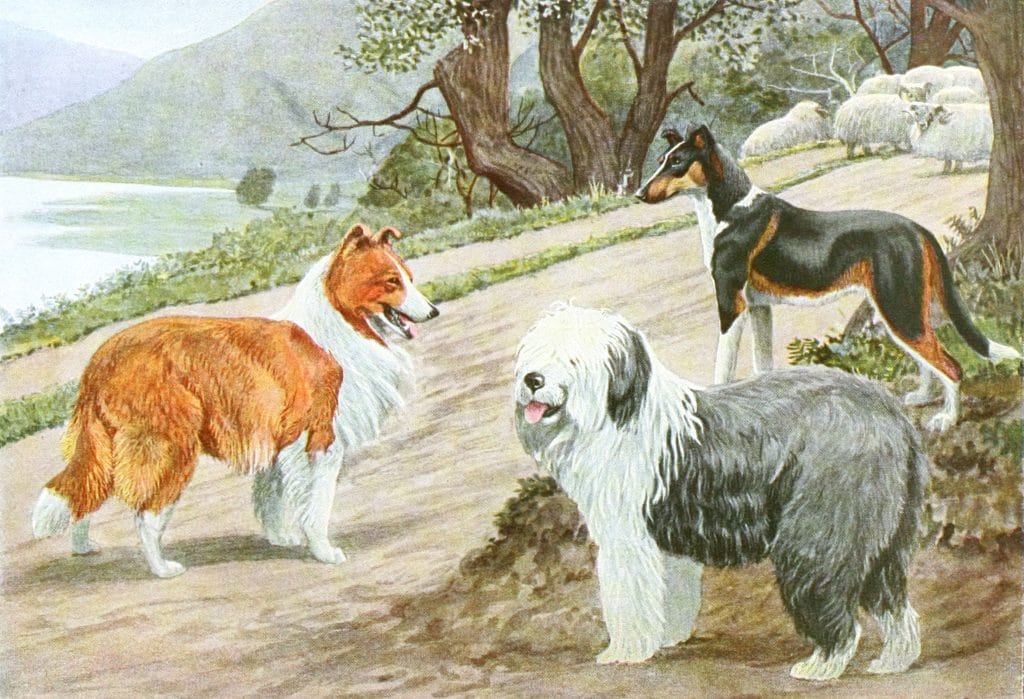 Collie Old English Sheep Dog and Smooth Collie dogs Vintage Illustrations