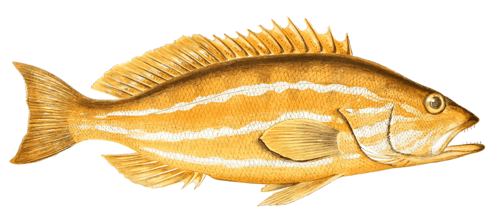 Comber Fish Vintage Illustration