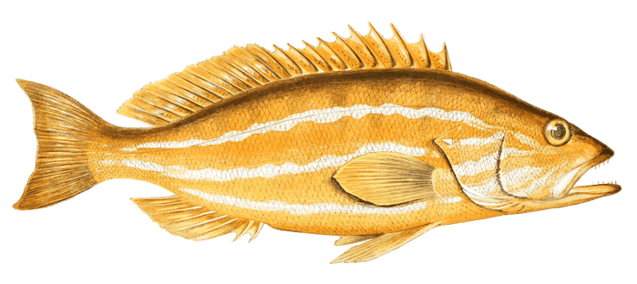 Comber Fish Vintage Illustration