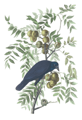 Common American Crow Bird Vintage Illustrations