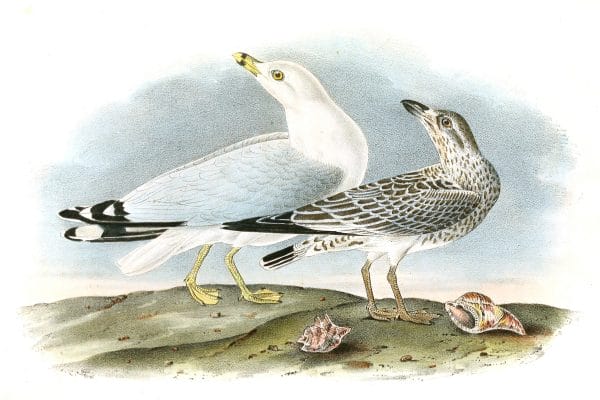 Common American Gull Bird Vintage Illustrations