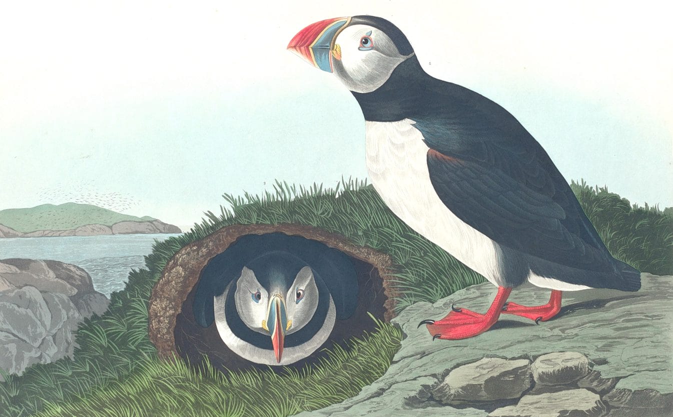 Common Arctic Puffin Bird Vintage Illustrations
